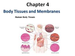 Basis of the major controlling system of the body 7. What Are The 4 Body Tissues