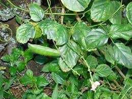 Image result for Canavalia cathartica