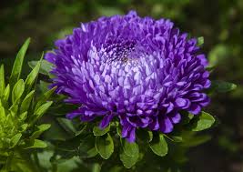 Image result for Aster chimanimaniensis
