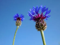 Image result for Centaurea praecox
