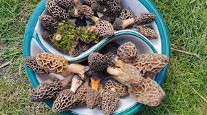 We did not find results for: Gucchi Mushrooms Expensive Delicious And Full Of Health Benefits Lifestyle News The Indian Express