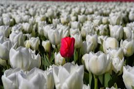 Wann ist die tulpenblüte in holland? Fruhlingszauber Tipps Zur Tulpenblute In Holland Paradise Found De