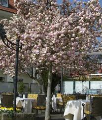 Photos, address, and phone number, opening hours, photos, and user reviews on yandex.maps. Bester Kuchen In Lindau Hotel Reutemann Seegarten Stolze Spaeth Hotels Lindau Reisebewertungen Tripadvisor