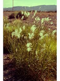 Image result for Diheteropogon filifolius