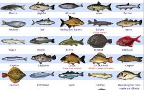 Liste Des Poissons Cachers Liste Du Consistoire Hassidout Org Poisson Eau De Mer Carpe Miroir Poisson