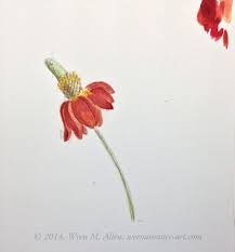 A Watercolor And Colored Pencil Sketch Of A Mexican Hat Wildflower Flower Sketches Wild Flowers Sketch Book