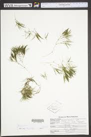 Image result for Najadaceae