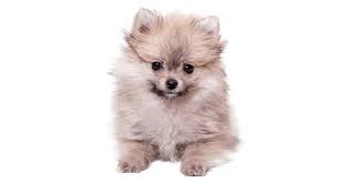 You can find it is smaller than 15 centimeters! Mini Pomeranian Would You Love A Mini Version Of These Playful Pups