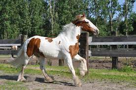 All You Need To Know About Cobs Equesure
