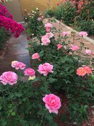 Parmay Lal Rose Garden Design Beautiful Rose Flowers Love Rose Flower