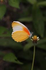 Image result for Satyrium kitimboense