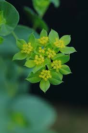 Image result for Lythrum rotundifolium