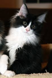 Tuxedo American Shorthair Cat Black And White Pin On Kittens