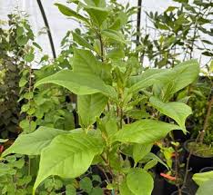 Image result for Vernonia thomsoniana