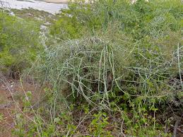 Image result for Cynanchum viminale