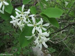 Image result for Amelanchier ovalis