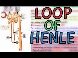 The loop of henle is located in a nephron, the functional unit of a kidney. The Loop Of Henle Ascending And Descending Limb Youtube