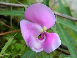 Image result for Dolichos angustifolius