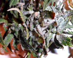 Maybe you would like to learn more about one of these? White Powdery Mildew On Cannabis Plants Identification Solution