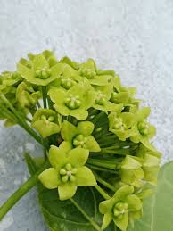 Image result for Marsdenia dregea