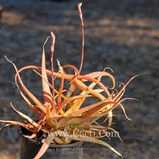 Image result for Aloe spicata