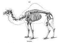 Camel take water in there hump then when they are thirsty they get water from there humps to get there notches. Dromedary Wikipedia
