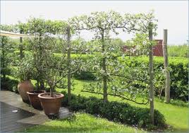 Gartengestaltung Sichtschutz Pflanzen Einzigartig Sichtschutz Holz Sichtschutz Im Garten Mit Pflanzen Plants Outdoor Spaces Outdoor