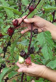 Bunga rosella bisa menghambat produksi amilase sehinga akan menurunkan penyerapan glukosa dan pati. Bunga Rosella Cantik Dan Bermanfaat Untuk Kesehatan Berita Daerah