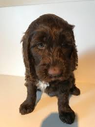 Bred as therapy dogs, australian labradoodles emerged in the '90s, a careful cross between spaniels, labrador retrievers and poodles. Wavy Harmony Original Australian Labradoodle Hundezucht