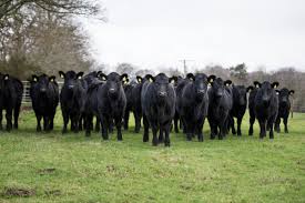 They have excellent carcass traits like ribeye and tenderness. Aberdeen Angus Deveron Herd Pays Off For Sclaters The Scottish Farmer