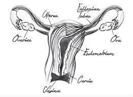 Uterus Diagram As Nature Intended The benefit of this is that. uterus diagram as nature intended