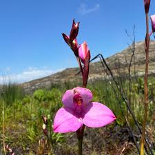 Image result for Dasylepis racemosa