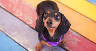 We offer the nicest akc miniature dachshund puppies for sale you will find anywhere. Dog Insurance For Dachshunds Embrace Pet Insurance