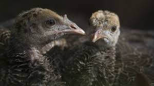 Home thanksgiving recipes the best average turkey weight thanksgiving. My Life As A Turkey Wild Turkey Fact Sheet Nature Pbs