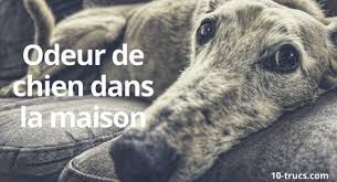 Odeur De Chien Dans La Maison 10 Trucs Pour L Enlever Odeurs De Chien Pipi De Chien Et Enlever L Odeur De Chien