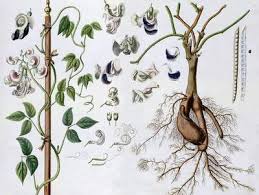 Image result for Cochliasanthus caracalla