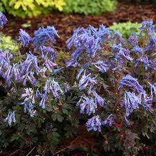 Image result for Corydalis