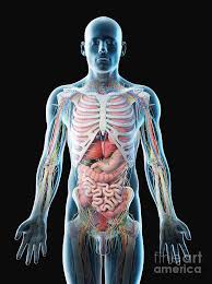 See more ideas about anatomy, torso, muscle anatomy. Male Upper Body Anatomy Photograph By Sebastian Kaulitzki Science Photo Library