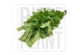 Image result for Limnophila