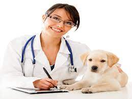 Más de 100.000 traducciones inglés de español palabras y frases. Eres Veterinario Vive Y Trabaja En Australia Emigrar A Australia Vivir En Australia