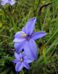 Image result for Iridaceae