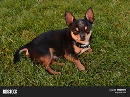 We did not find results for: Black Tan Purebred Image Photo Free Trial Bigstock