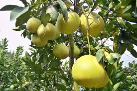 If you think your tree really needs some food, put some compost on top of existing soil. Pomelo California Tropical Fruit Tree Nursery