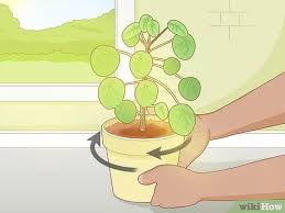 Find great deals on ebay for money tree. 3 Ways To Take Care Of A Chinese Money Plant Wikihow