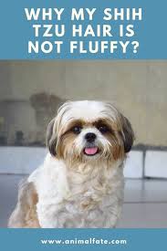 They weigh somewhere between 6 and 12 pounds (3 and 5 kg), and a height that's usually around 10 inches (25 cm). Why My Shih Tzu Hair Is Not Fluffy Tips To Make It Fluffy Animalfate