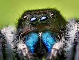 These spiders will also take on the. Jumping Spiders Hear Long Range Audio With Their Hairy Legs Scientific American