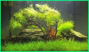 Jenis ikan hias air tawar yang satu ini tekenal karena bentuknya yang unik dan cantik. 12 Tanaman Penghias Aquarium Yang Paling Bagus Dunia Fauna Hewan Binatang Tumbuhan Dunia Fauna Hewan B Planted Aquarium Aquascaping Ikan Akuarium