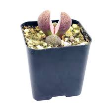 Ahorra con nuestra opción de envío gratis. Royal Flush Succulent Purple Split Rock For Sale Succulent Care Succulents Box