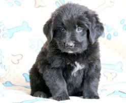 Newfiedoodles can come in a huge spectrum of colors, so take a look training and socialization from a young age is vital, so you may want to look for an online training course, or puppy classes near you. Newfypoo Puppies For Sale Puppy Adoption Keystone Puppies
