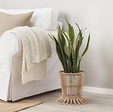 15 Summer Bedroom Ikea Essentials You Can Snag For Under 60 Ikea Plants Plant Decor Ikea Plant Stand